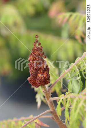 Staghorn sumac Staghorn sumac 80901228