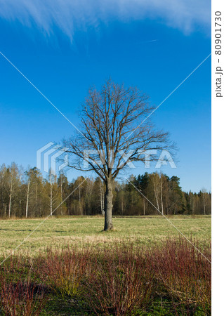 Lonely tree Lonely tree 80901730