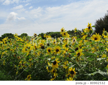 夏の花といえば黄色いヒマワリ 夏の花といえば黄色いヒマワリ 80902532