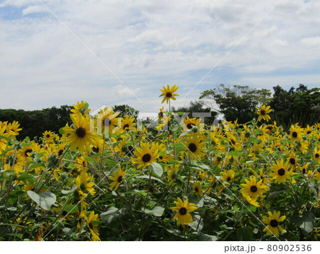夏の花といえば黄色いヒマワリ 夏の花といえば黄色いヒマワリ 80902536