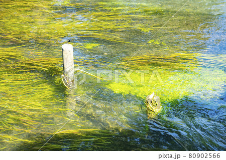 大王わさび農場の清流 80902566