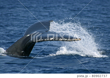 ザトウクジラのテール(尻尾) 80902737