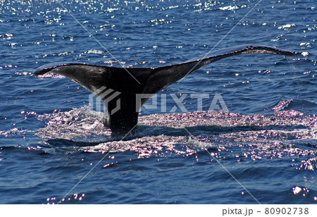 ザトウクジラのテール(尻尾) ザトウクジラのテール(尻尾) 80902738
