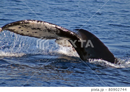 ザトウクジラのテール(尻尾) 80902744
