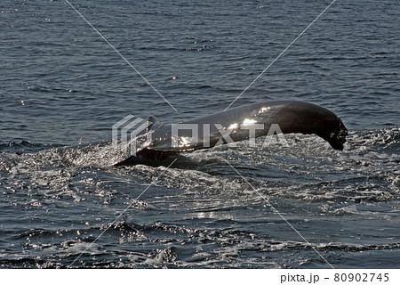 ザトウクジラのテール(尻尾) 80902745