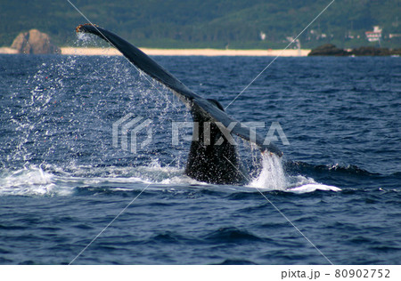 ザトウクジラのテール(尻尾) ザトウクジラのテール(尻尾) 80902752