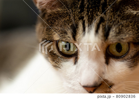 見つめる猫 キジトラ猫 見つめる猫 キジトラ猫 80902836