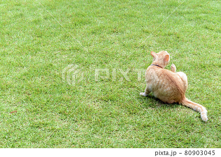 芝生の上で毛づくろいをする猫の後ろ姿 芝生の上で毛づくろいをする猫の後ろ姿 80903045