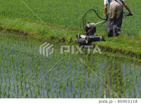 畔の草刈り　歩行タイプの草刈機 80903118