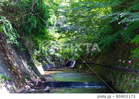 新緑の中を流れる川 80903173