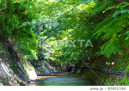 新緑の中を流れる川 80903184
