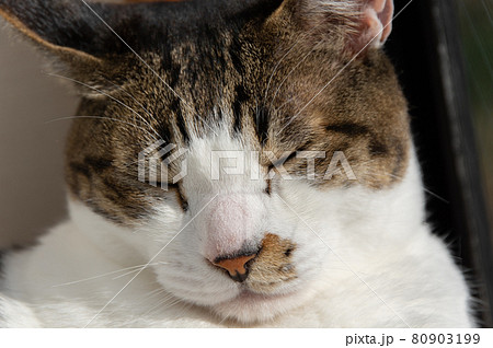 可愛い寝顔 キジトラ猫の写真素材 可愛い寝顔 キジトラ猫の写真素材