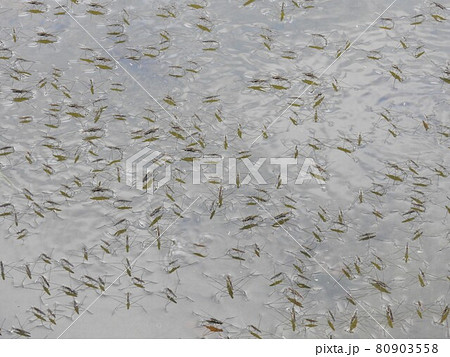 水面を覆い尽くすアメンボの群れ 80903558