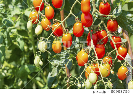 家庭菜園で作ったミニトマト アイコ 家庭菜園で作ったミニトマト アイコ 80903736