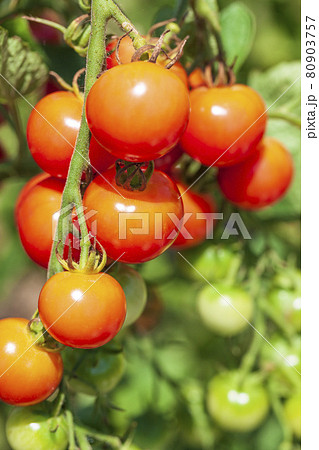 家庭菜園で作ったミニトマト 80903757