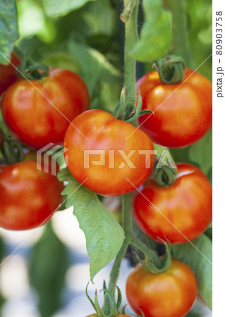 家庭菜園で作ったミニトマト 家庭菜園で作ったミニトマト 80903758