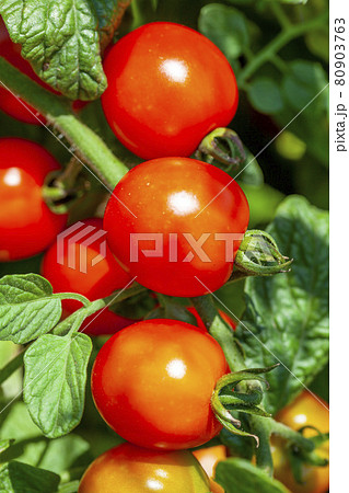 家庭菜園で作ったミニトマト 家庭菜園で作ったミニトマト 80903763
