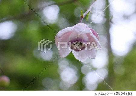 レンゲショウマ 80904362