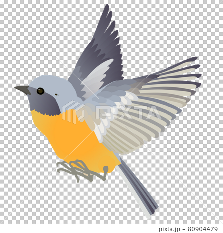 かわいい野鳥ジョウビタキのはばたく ベクターイラスト 80904479