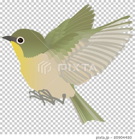 かわいい野鳥メジロのはばたく ベクターイラスト のイラスト素材