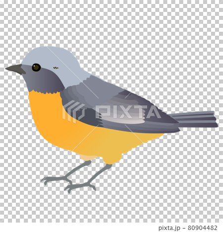可愛的野鳥 Daurian Redstart 的矢量圖解 80904482