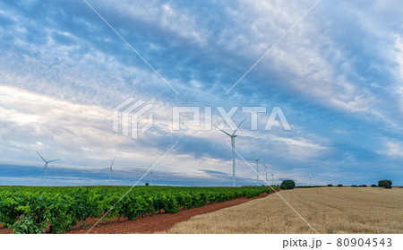 Vast vineyard, cereal field and winmills under cloudy sky 80904543