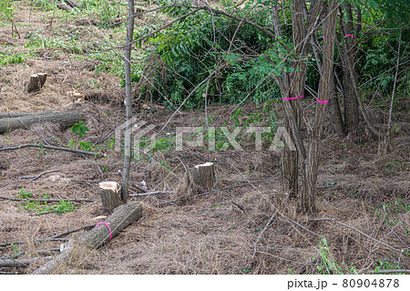 川原のニセアカシアの伐採 80904878