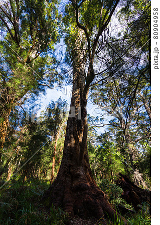 オーストラリア デンマークのバレー・オブ・ザ・ジャイアンツ オーストラリア デンマークのバレー・オブ・ザ・ジャイアンツ 80904958