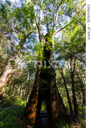 オーストラリア デンマークのバレー・オブ・ザ・ジャイアンツのジャイアント・レッド・ティングル オーストラリア デンマークのバレー・オブ・ザ・ジャイアンツのジャイアント・レッド・ティングル 80904963