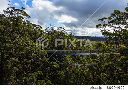 オーストラリア　デンマークのバレー・オブ・ザ・ジャイアンツのツリートップウォーク 80904992