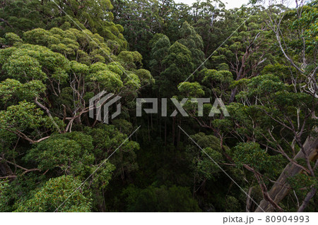 オーストラリア デンマークのバレー・オブ・ザ・ジャイアンツのツリートップウォーク 木の上からの景色 オーストラリア デンマークのバレー・オブ・ザ・ジャイアンツのツリートップウォーク 木の上からの景色 80904993