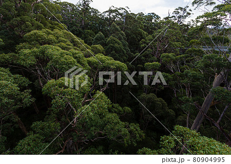 オーストラリア　デンマークのバレー・オブ・ザ・ジャイアンツのツリートップウォーク　木の上からの景色 80904995
