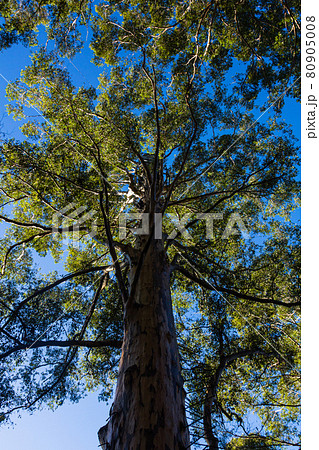 オーストラリア　ペンバートンのカリの木 80905008