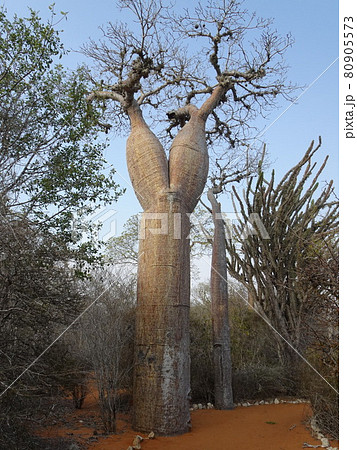 【マダガスカル】 アンツカイ植物園：カエルの足のような形をしたバオバブ フニィの木（トゥリアーラ） 80905573