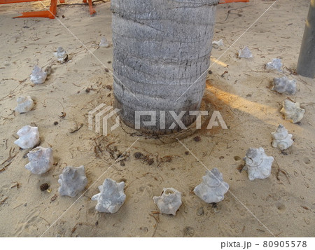 【マダガスカル】 砂浜に並べられた巻貝のオブジェ（イファティ） 80905578