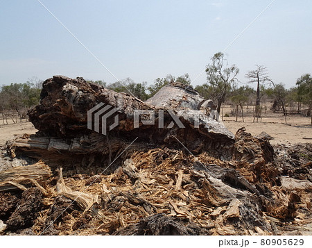 【マダガスカル】落雷で崩れた聖なるバオバブの木「ツィタカクイケ」（アンドンビリー） 80905629