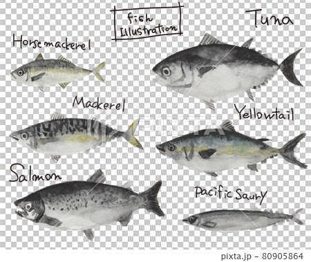 Sea fish hand drawn watercolor illustration set 80905864