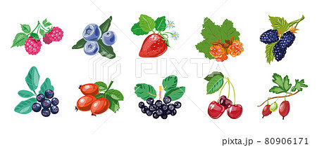 Berry collection hand drawn realistic style, berries set isolated on white 80906171