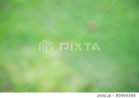 真夏の木蔭・木漏れ日の影のボケ表現4 80906388