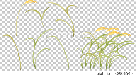 Japanese pampas grass parts drawn in watercolor 80906540