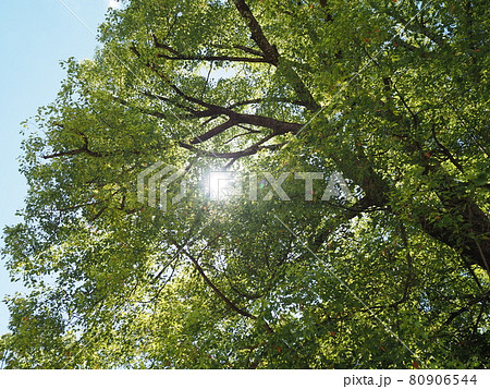 木漏れ日 80906544