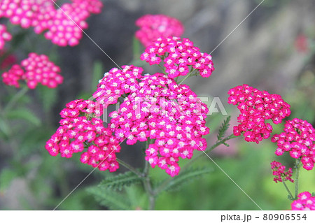 濃いピンクのアキレア 濃いピンクのアキレア 80906554