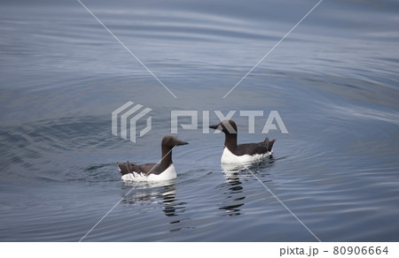ウミガラスのつがい 80906664