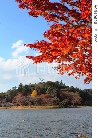 青空を背景に池と紅葉　南湖公園 80906906