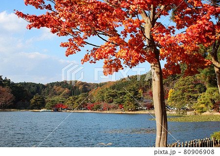 青空を背景に池と紅葉　南湖公園 80906908