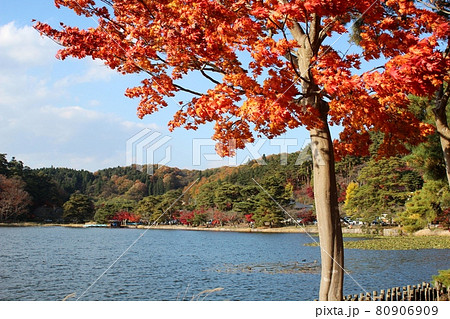 青空を背景に池と紅葉 南湖公園 青空を背景に池と紅葉 南湖公園 80906909