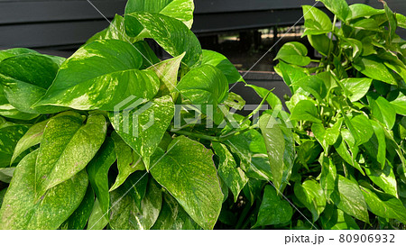 Spotted betel. Betel leaves spotted on the background 80906932