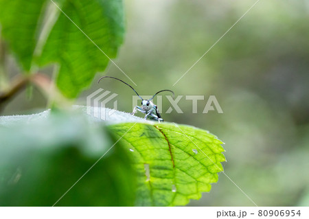葉の上にいるラミーカミキリムシ 80906954