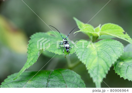 葉の上にいるラミーカミキリムシ 葉の上にいるラミーカミキリムシ 80906964