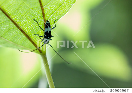 葉の上にいるラミーカミキリムシ 葉の上にいるラミーカミキリムシ 80906967